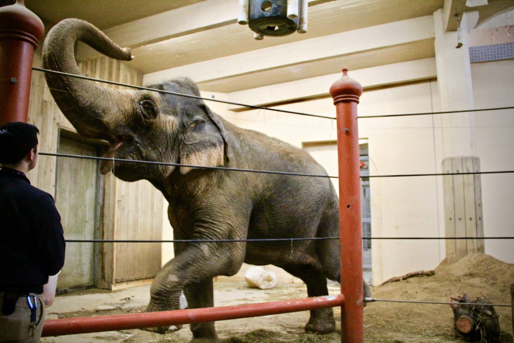 Cincinnati Zoo ... Summer Bucket List ... The Spectacular Adventurer