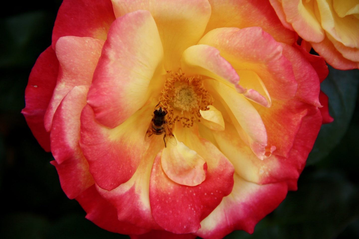 Roses from the International Rose Garden Portland, Oregon - The Spectacular Adventurer