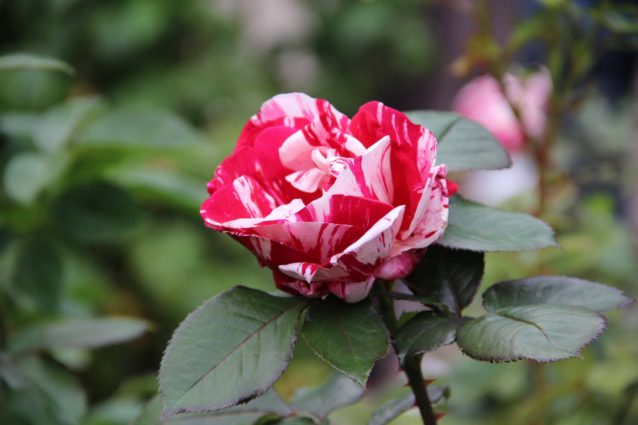 Stopping to Smell the Roses in Portland, OR - The Spectacular Adventurer