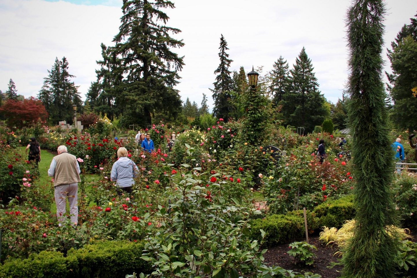 International Rose Garden Portland, Oregon - The Spectacular Adventurer