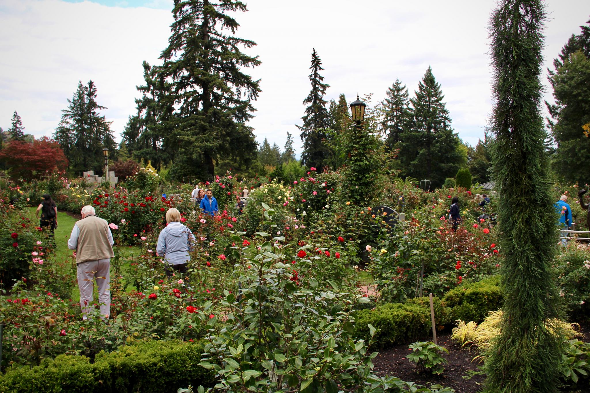 Stopping to Smell the Roses in Portland, OR - The Spectacular Adventurer