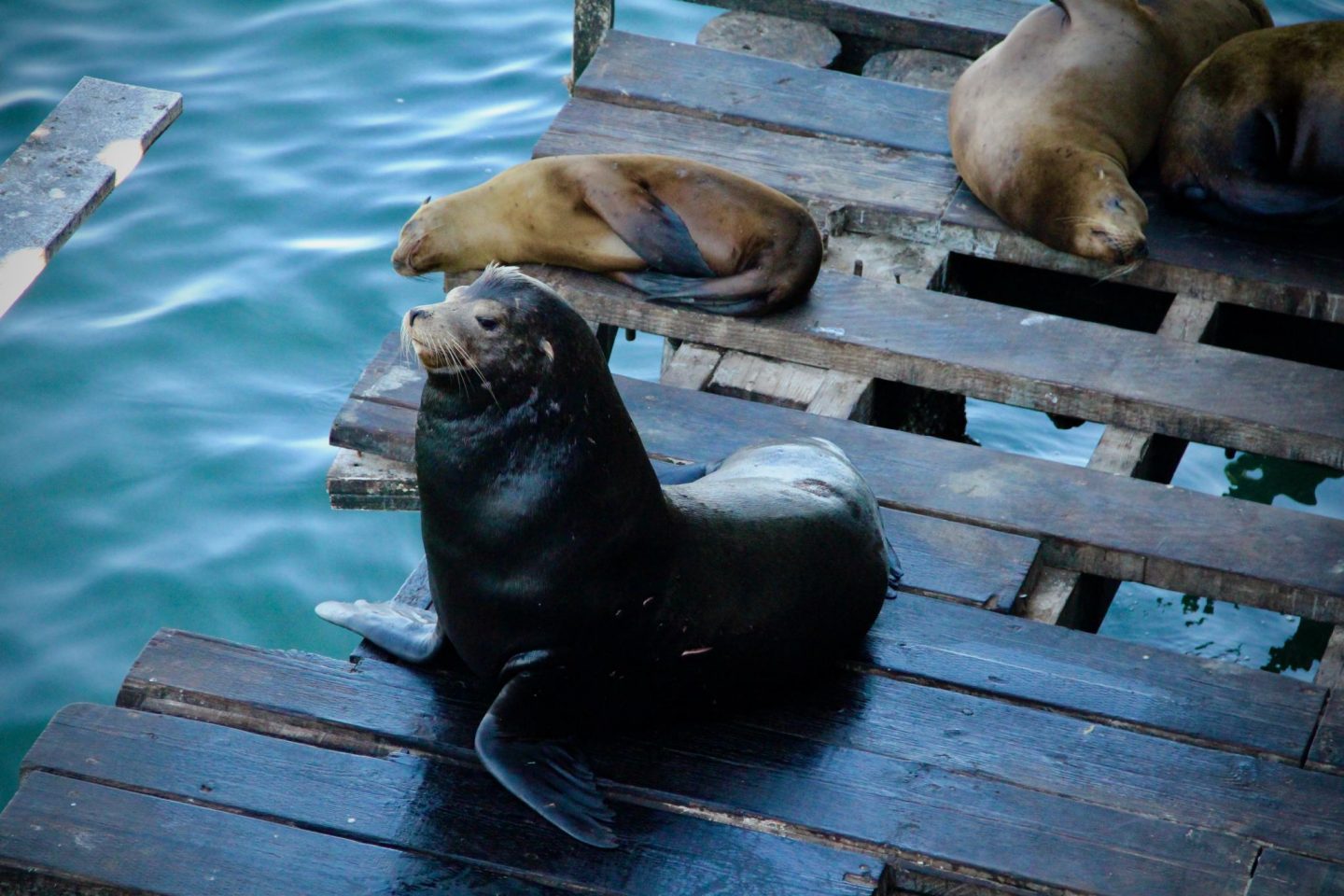 Santa Cruz Pier Sea Lions, Santa Cruz, California - The Spectacular Adventurer