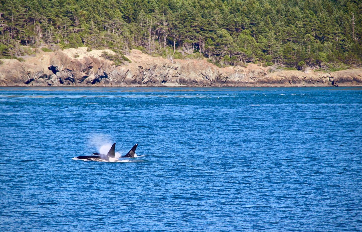 Orca whale pod near San Juan Islands, Washington | The Spectacular Adventurer