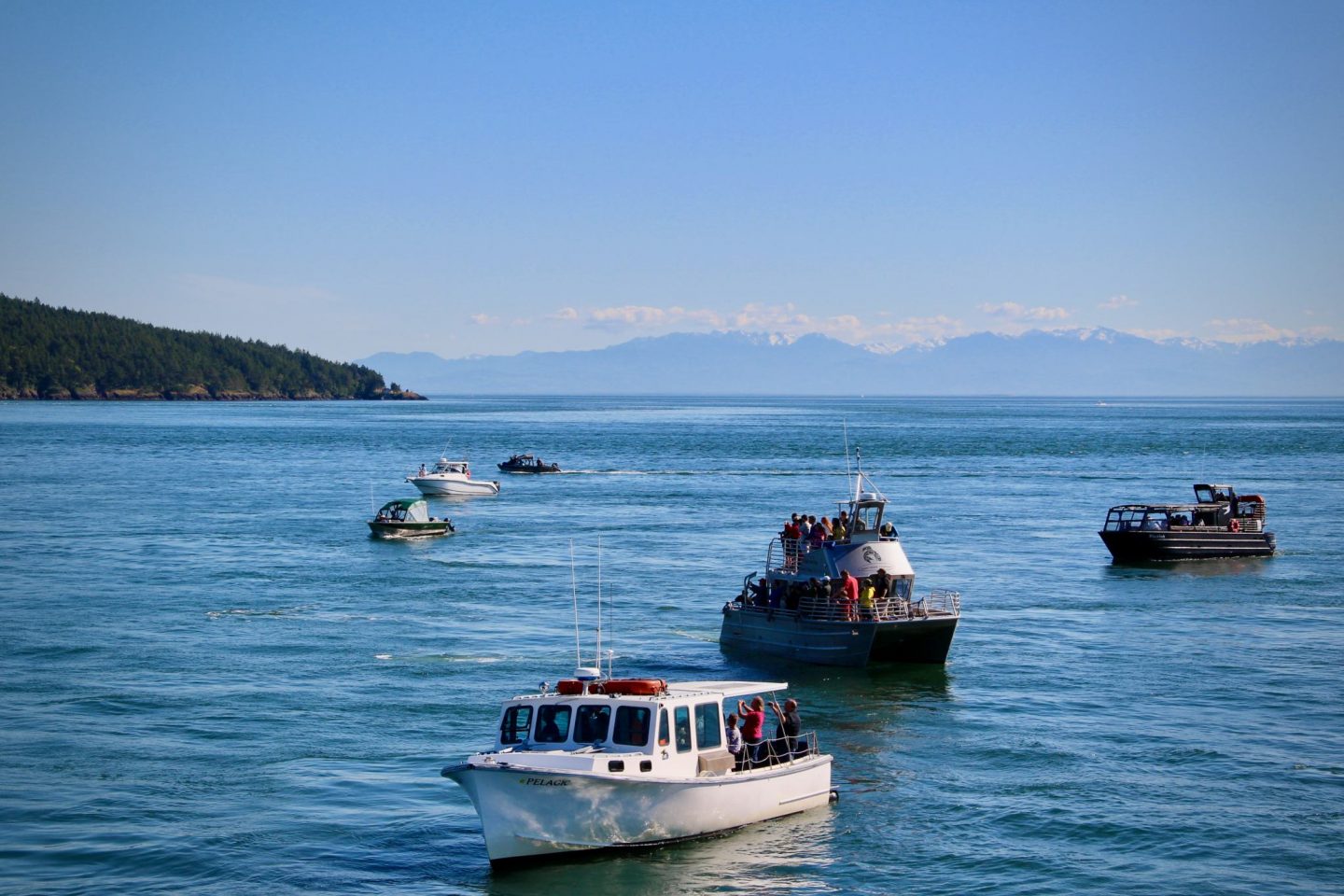 Whale watching boats near San Juan Islands, Washington | The Spectacular Adventurer