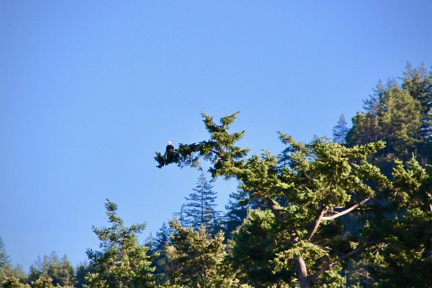 Bald Eagle near San Juan Islands, Washington | The Spectacular Adventurer