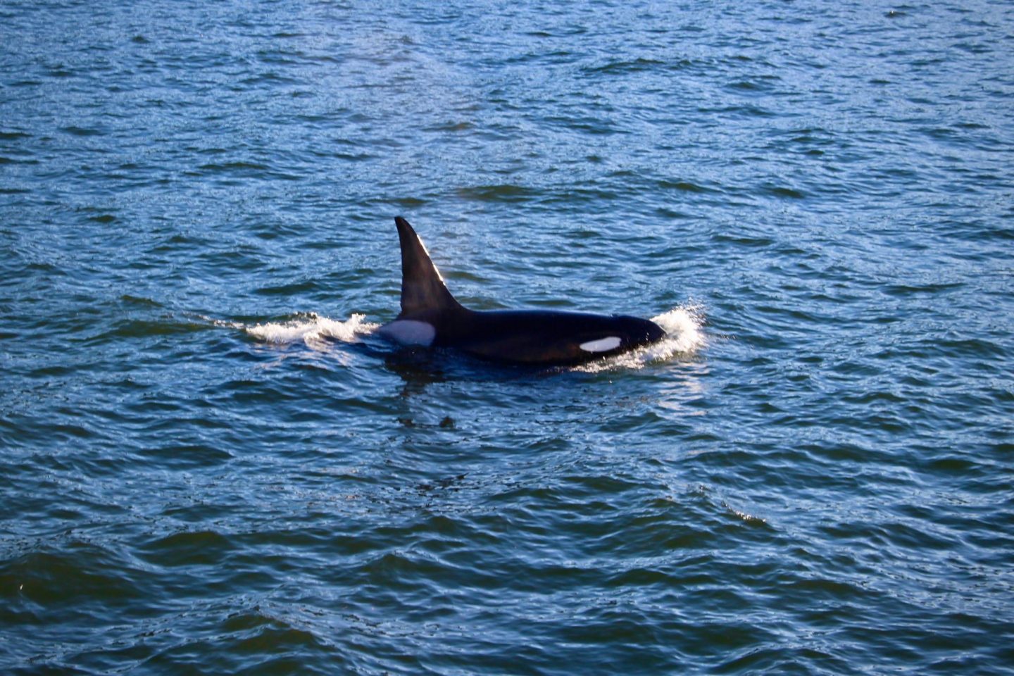 orca-whale-watching-seattle