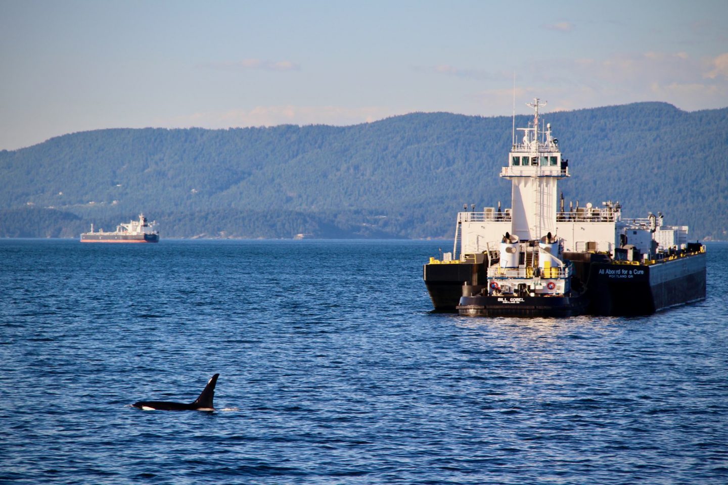 Orca whale watching San Juan-Islands Washington | The Spectacular Adventurer