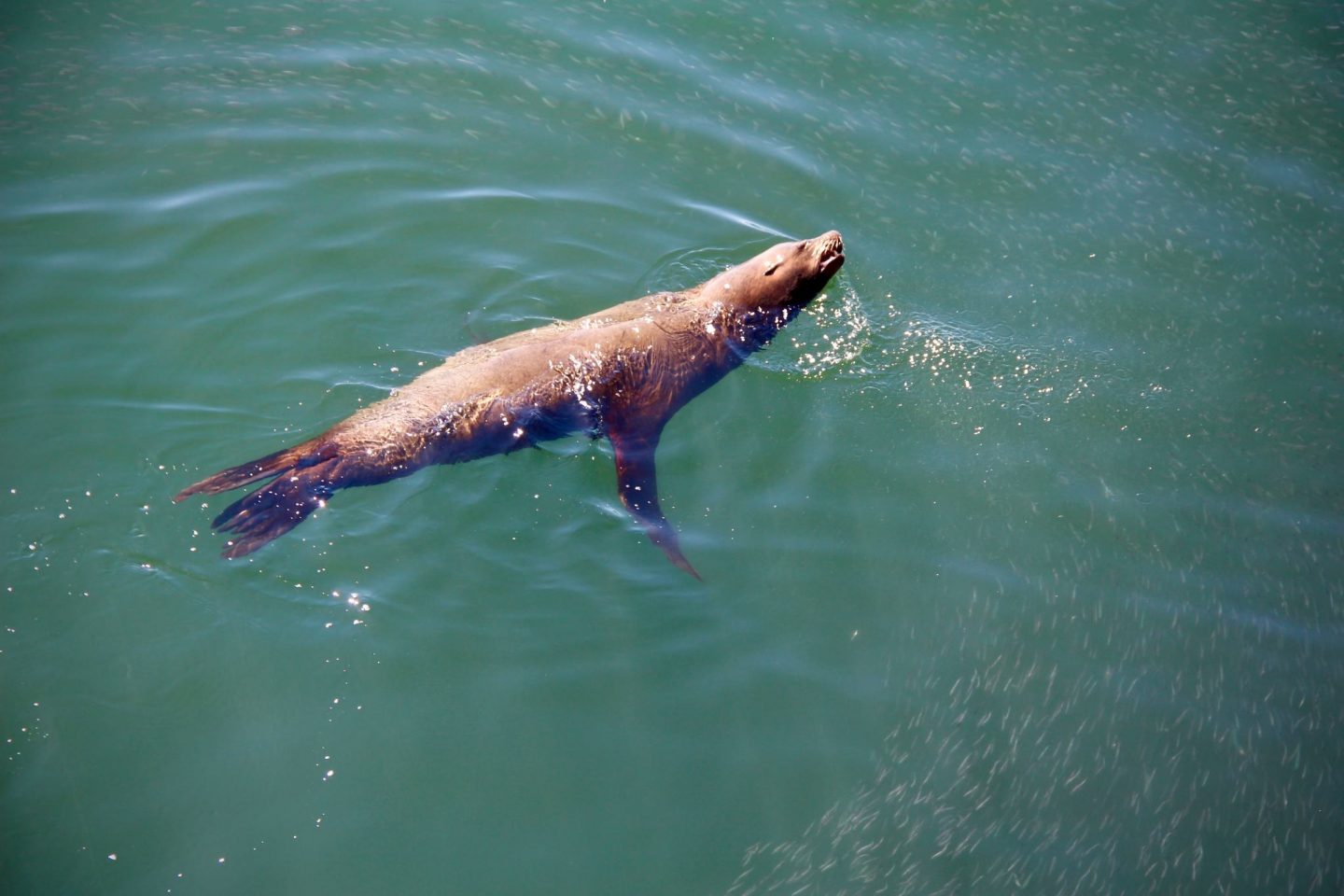 Santa Cruz Pier Sea Lion, Santa Cruz, California - The Spectacular Adventurer