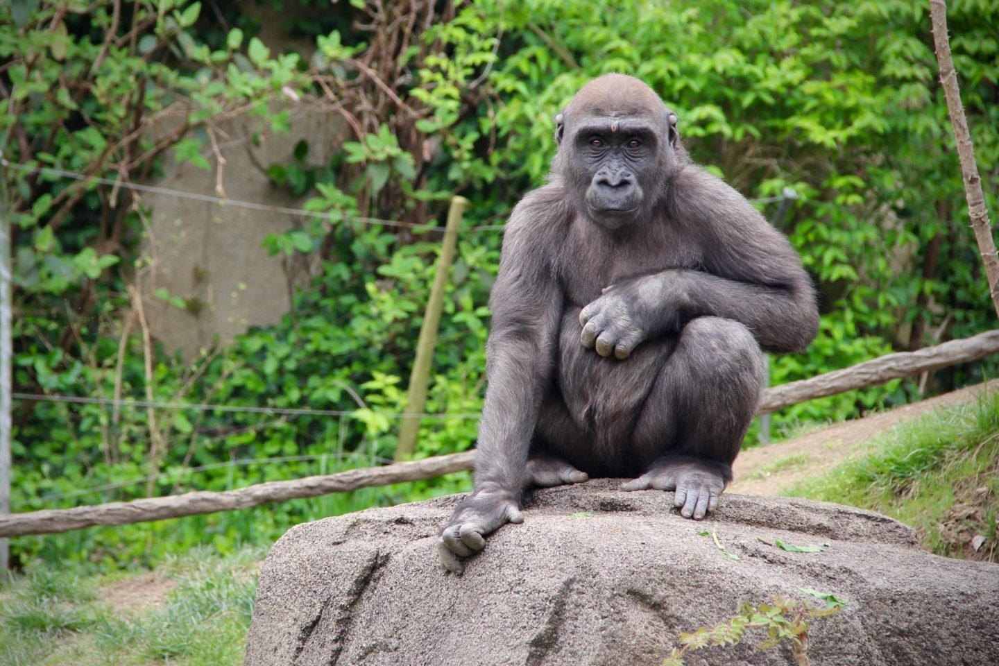 Gorilla at the Cincinnati Zoo ... The Spectacular Adventurer