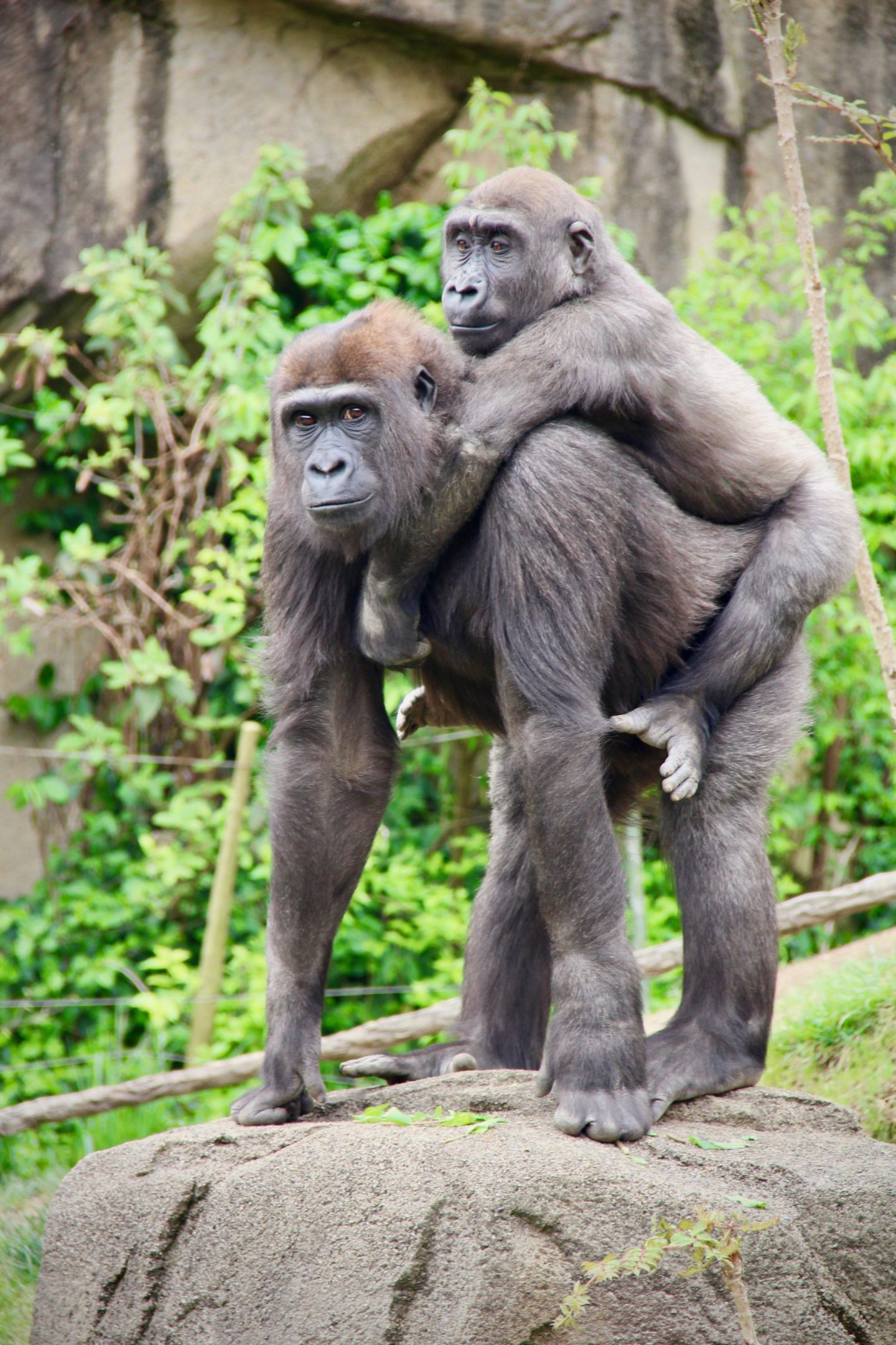Gorilla babies at the Cincinnati Zoo ... The Spectacular Adventurer