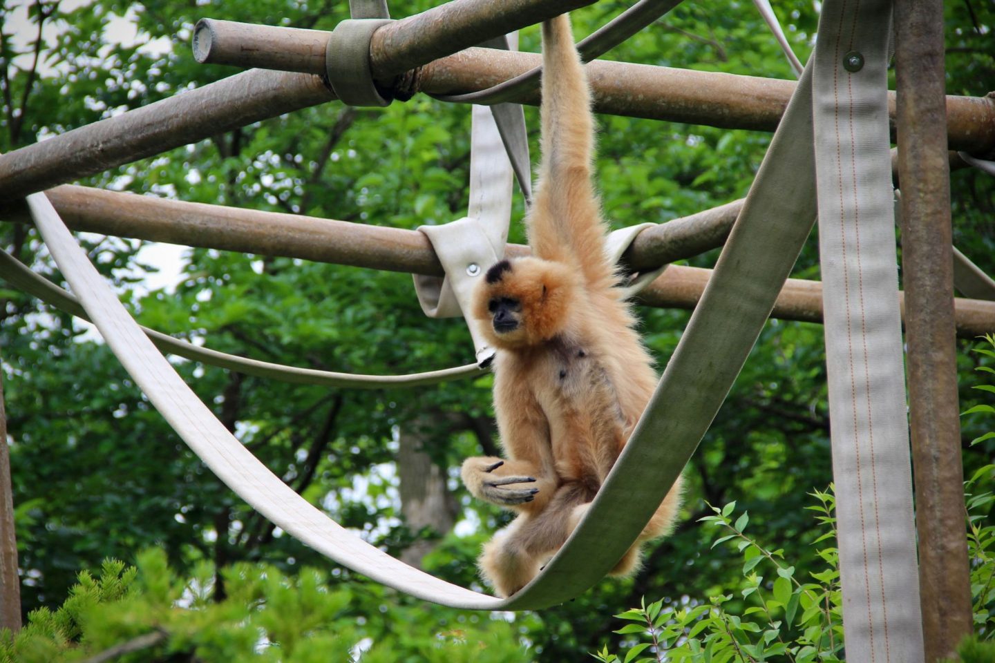 What to see at the Cincinnati Zoo ... The Spectacular Adventurer