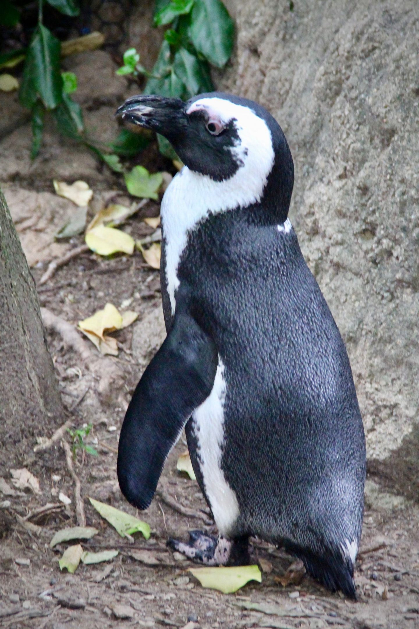 Penguin at the Cincinnati Zoo ... The Spectacular Adventurer