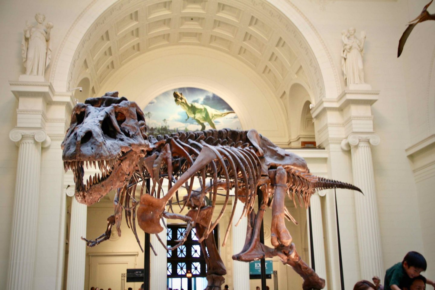 Chicago Field Museum | 3 day Chicago Itinerary | The Spectacular Adventurer